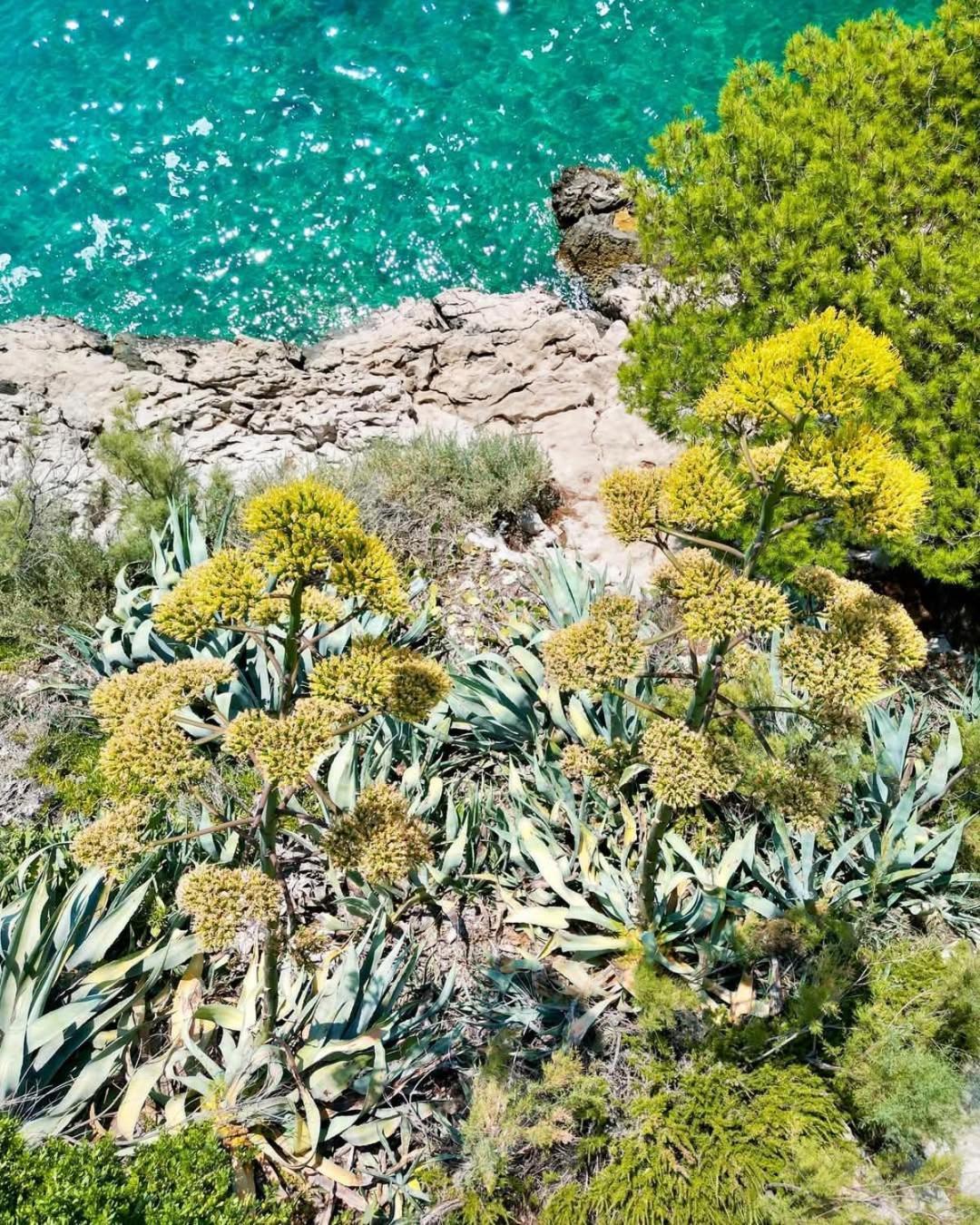 Apartment Villa Mirna Makarska Exterior foto